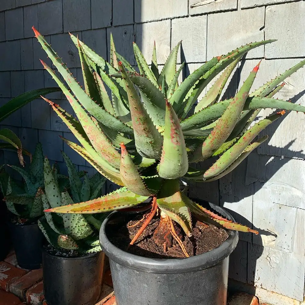 Cape Aloe Leaf