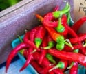 Cayenne Pepper Fruit